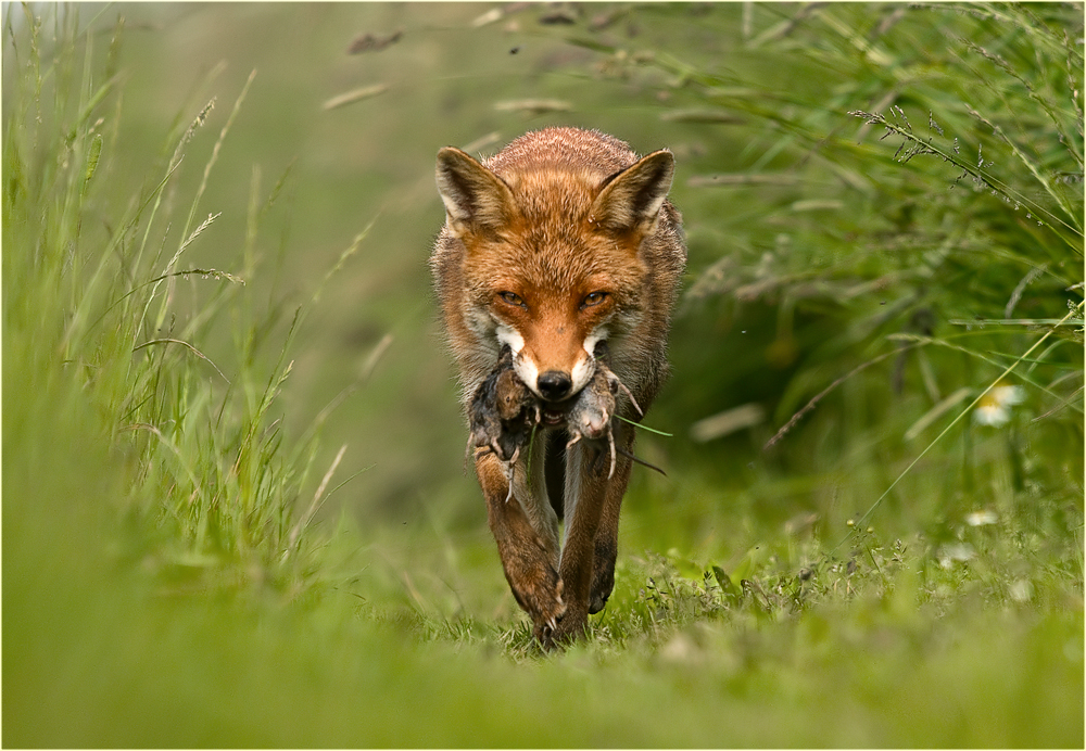 Hab´auch nen Fuchs!