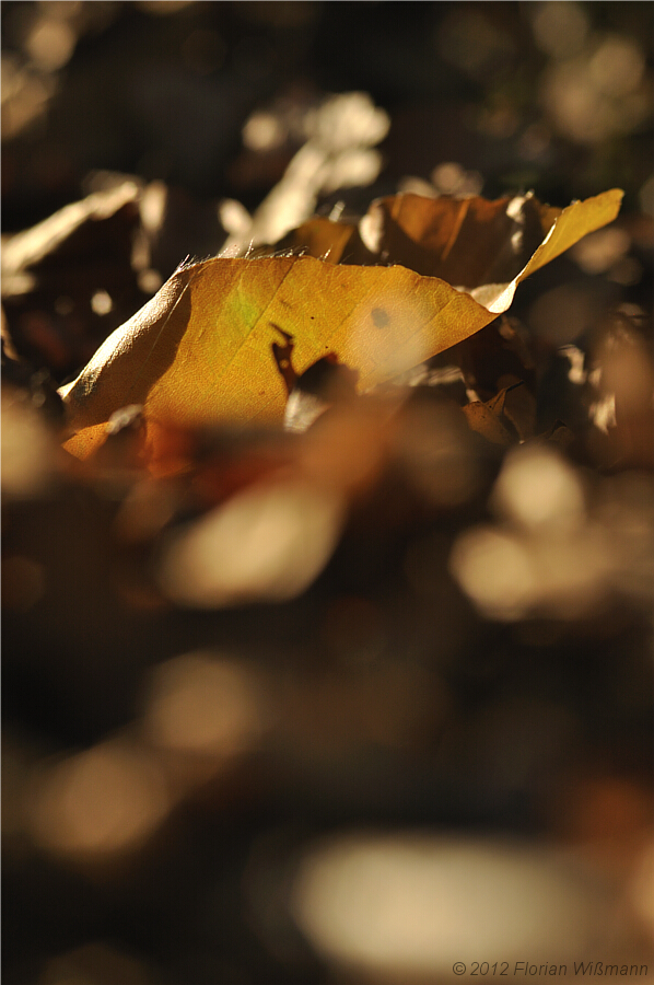  - image::Florian_Wißmann_wissmann_herbstzeit_herbst_florian