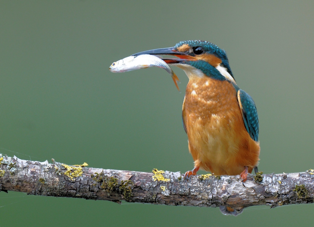 Eisvogel mit Fisch