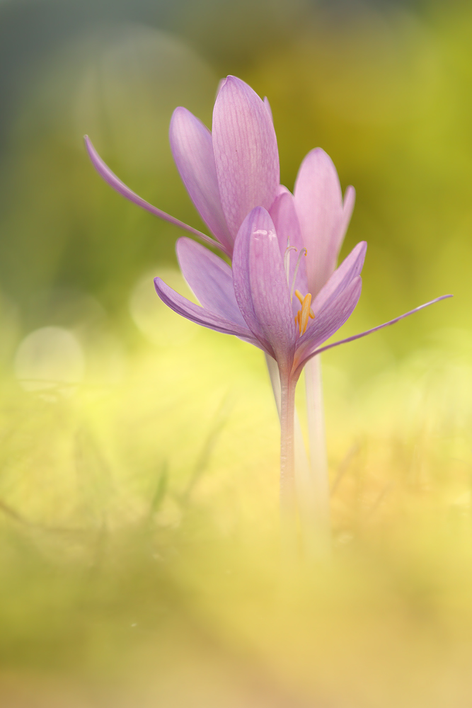 ,,Colchicum autumnale ,,,