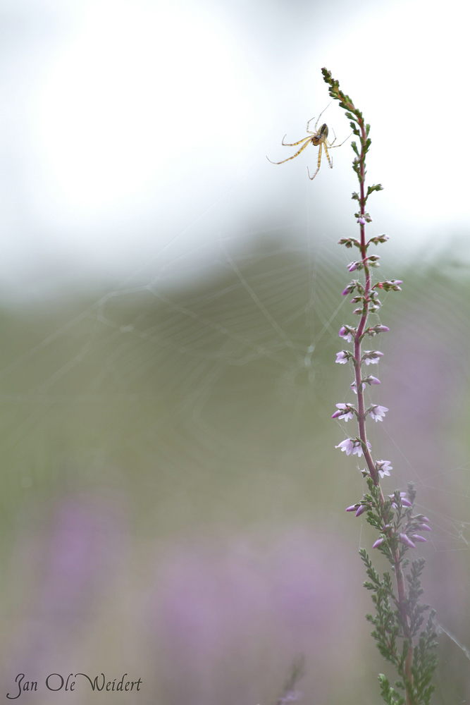 Acrobat