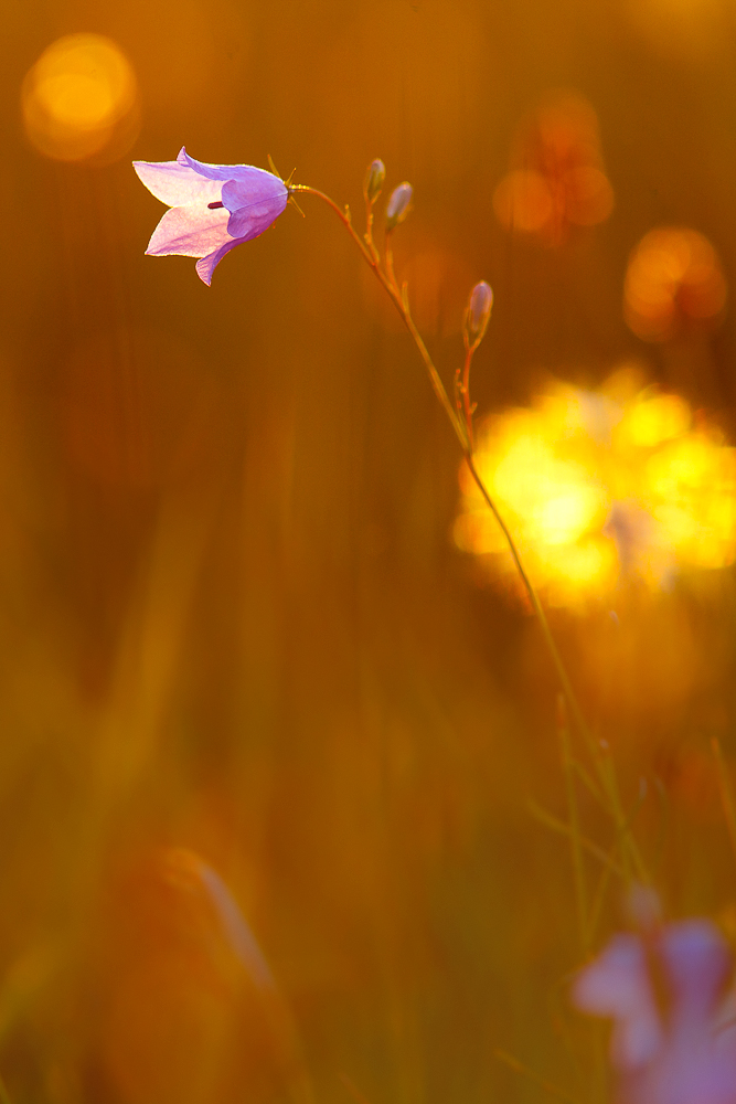 Spätsommerwiese im Abendlicht