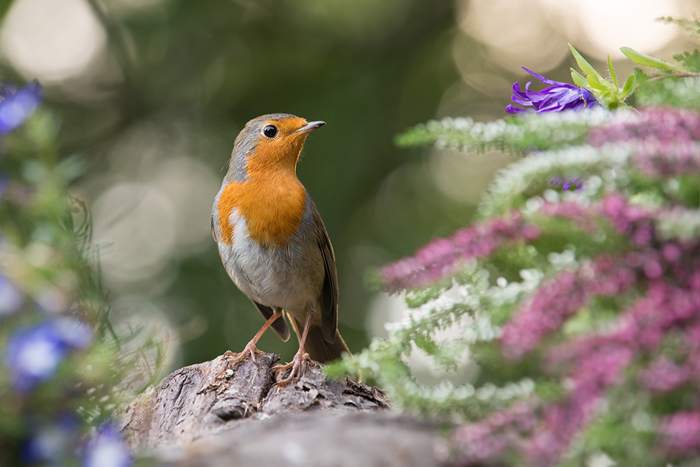 Rotkehlchen (Erithacus rubecula)