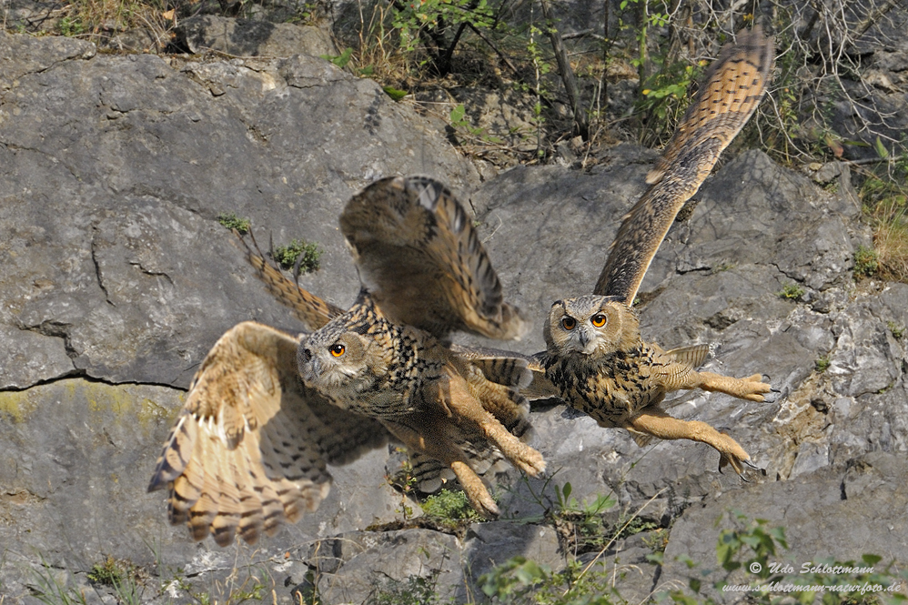 Junguhus (wildlife, ND)