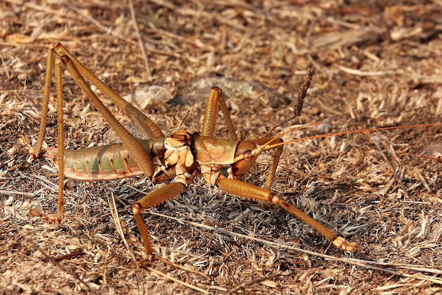 Sägeschrecke (Saga natoliae)