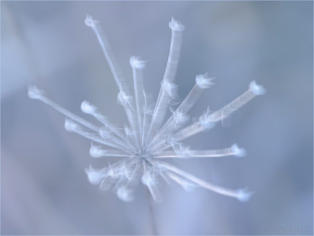 fireworks by nature