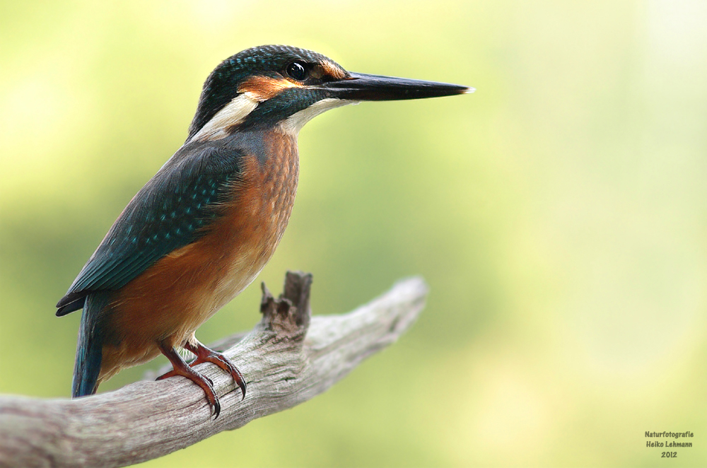 Eisvogel (Alcedo atthis)