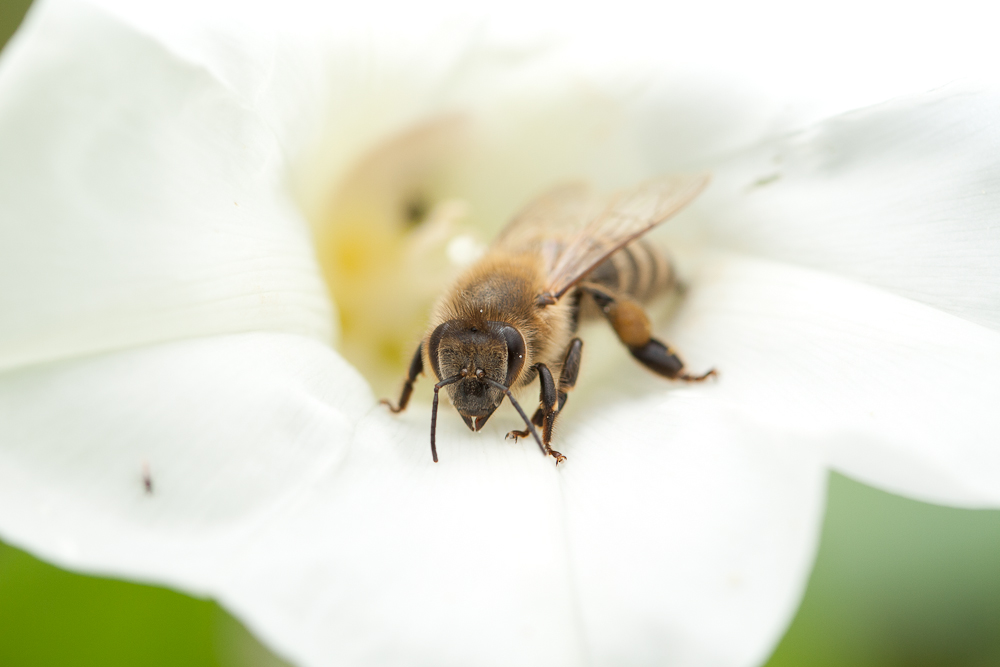 Biene und Blüte