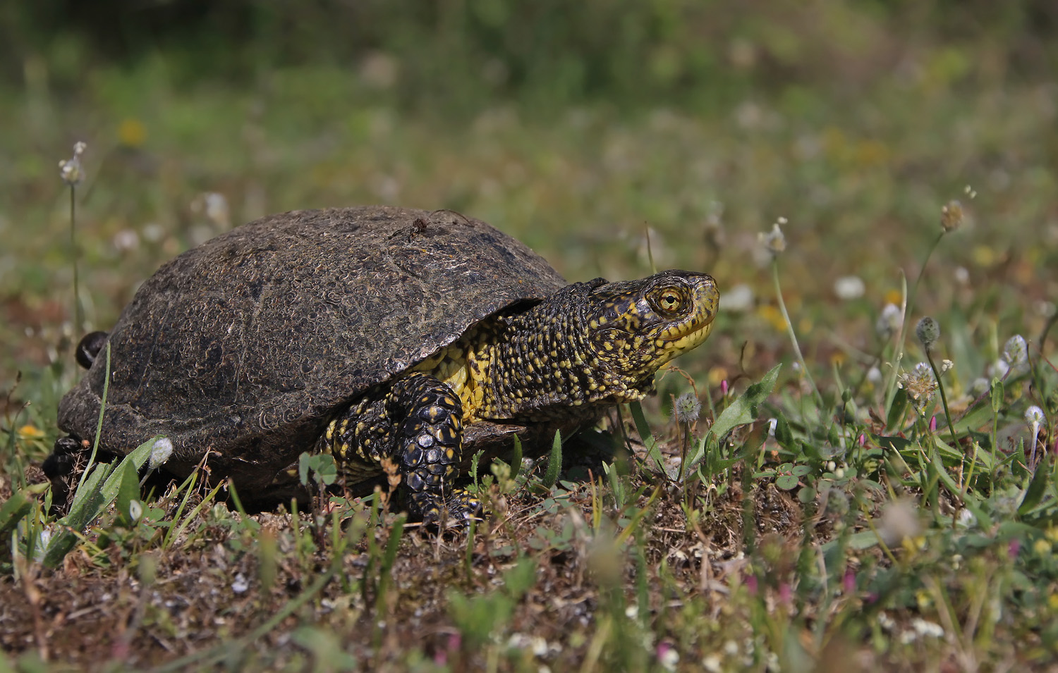 Emys Orbicularis auf Landgang