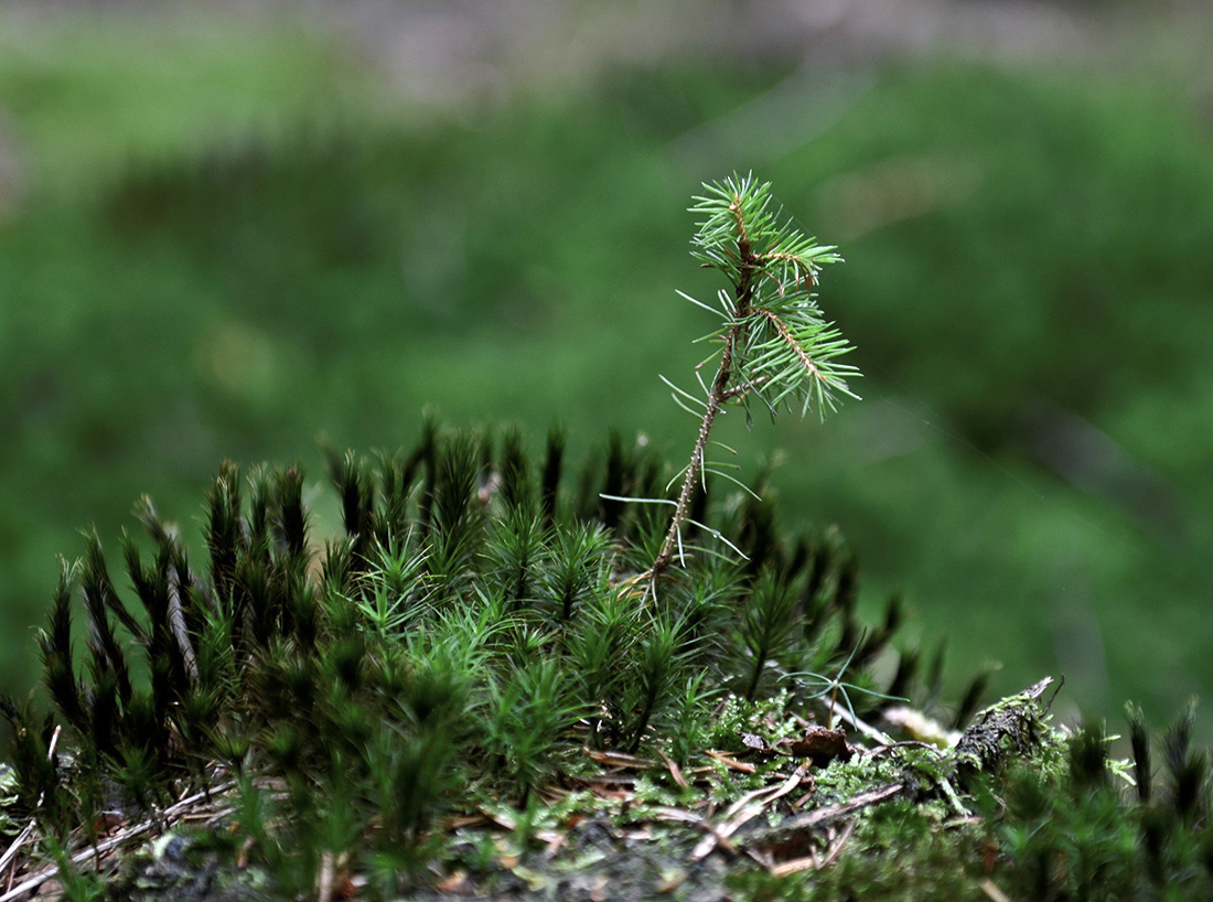 Naturverjüngung