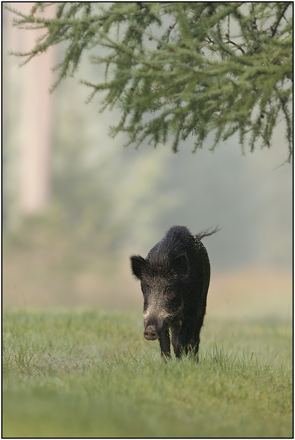 Endlich mal wieder ein Schwein