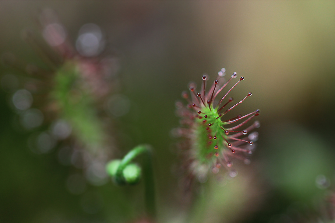 Sonnentaus Bokeh