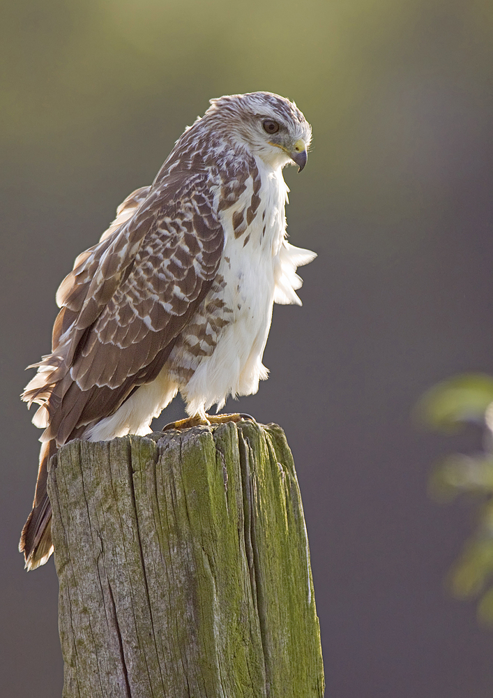 Mäusebussard