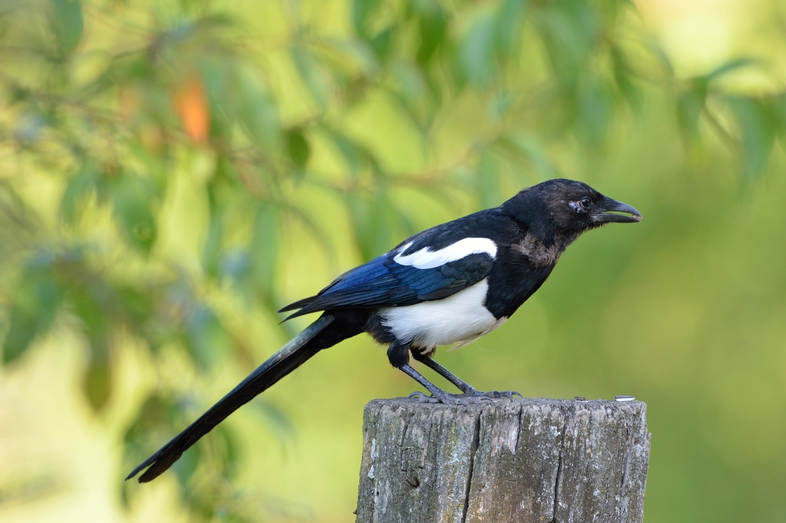 Elster (Forum für Naturfotografen)