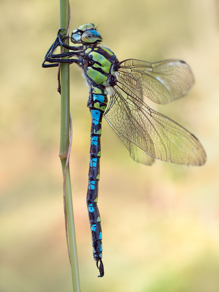 Aeshna cyanea