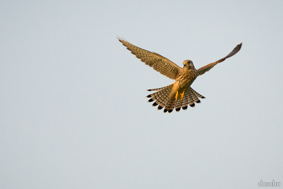 Turmfalke rüttelt gegen den Wind