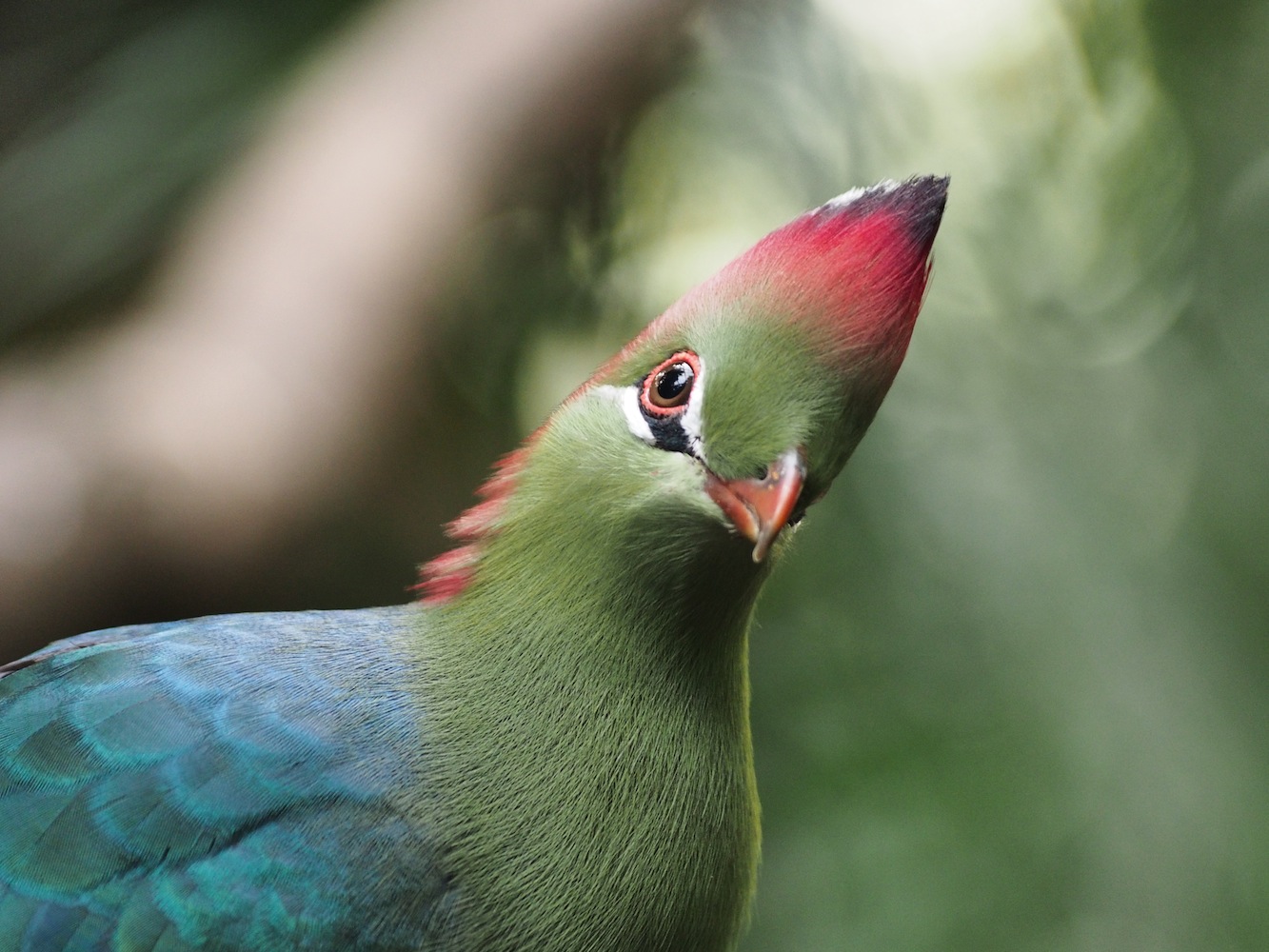 Fischerturako (Tauraco fischeri)