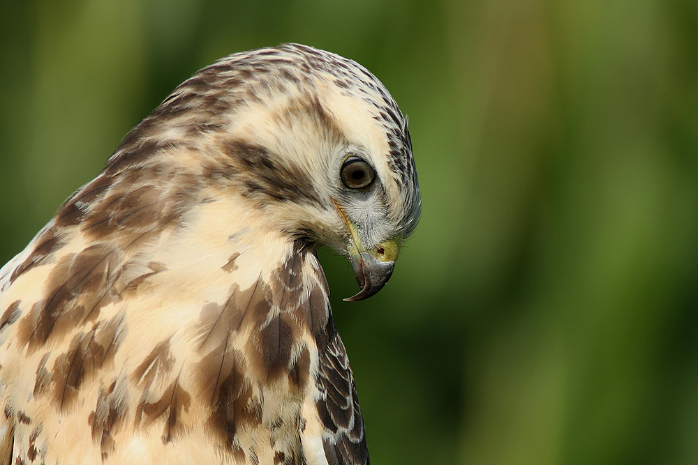 Mäusebussard II