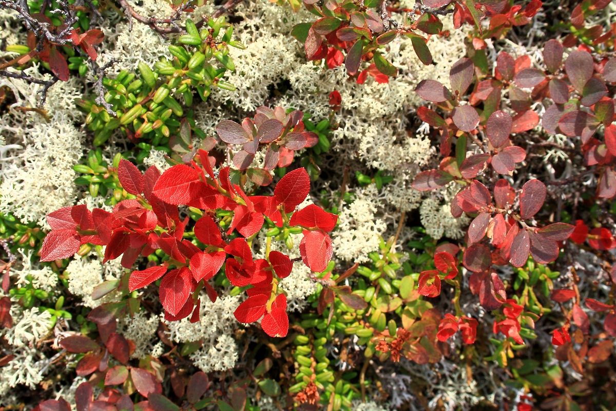 Herbst im Gebirge