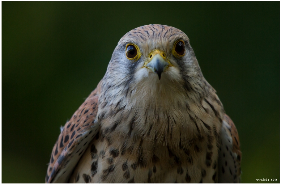 Diesen Blick....