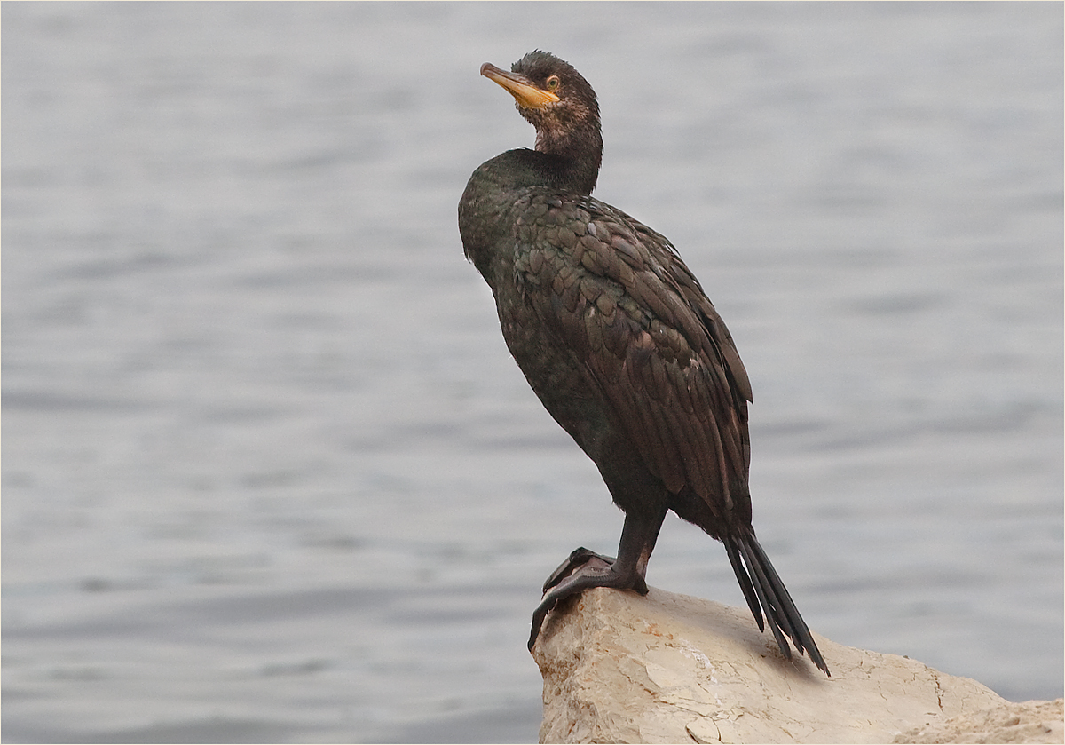 kormoran (phalacrocorax carbo)