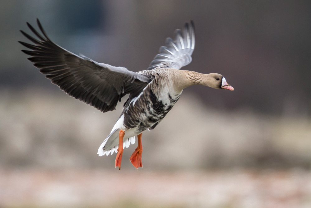 landende Blaessgans