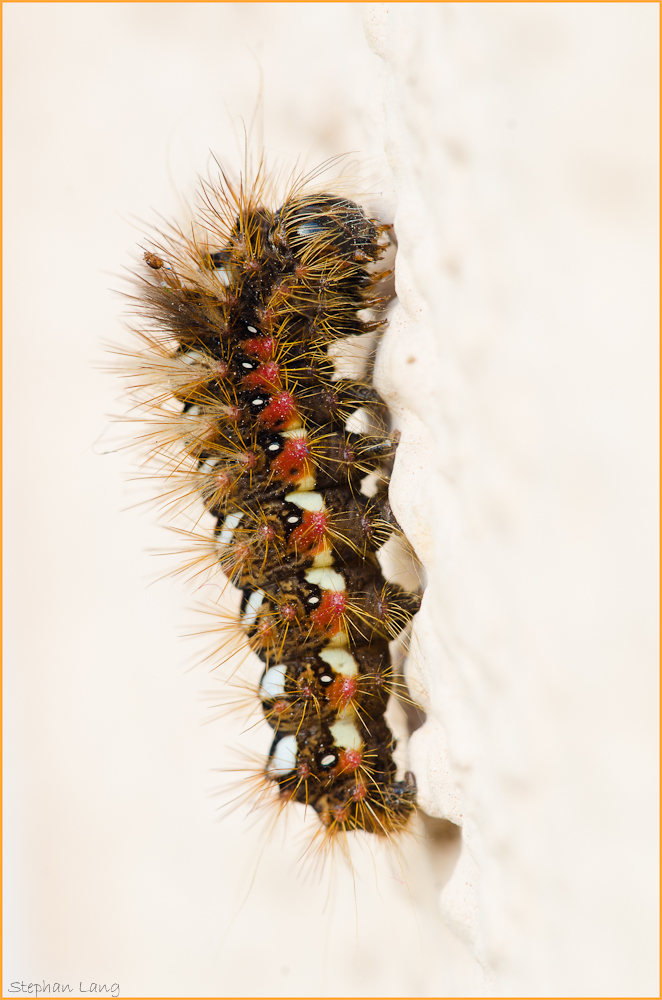 Acronicta rumicis