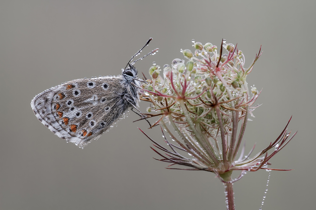 Himmelblau