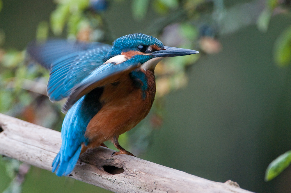 Eisvogel