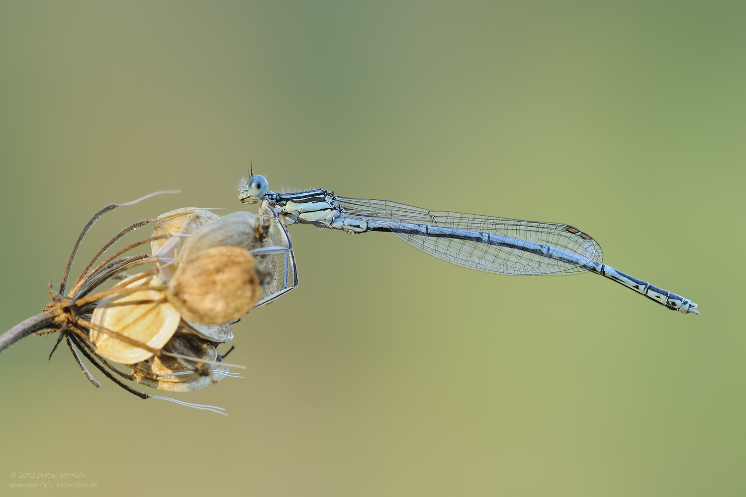 Blaue Federlibelle