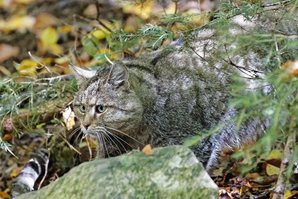 Wildkatze im Unterholz