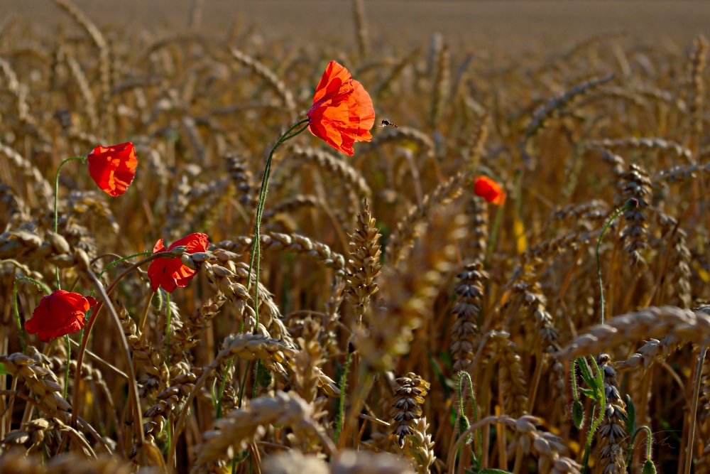 Besucher am Mohn