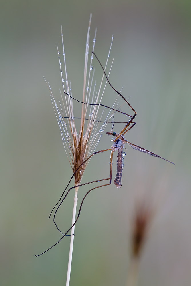 Wiesenschnake