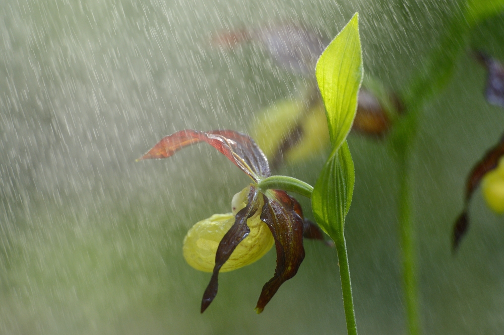 Frauenschuh bei Nieselregen