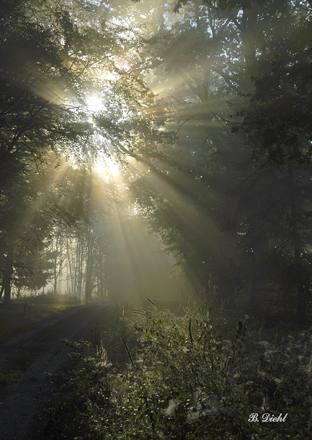 Früh morgens am Waldweg