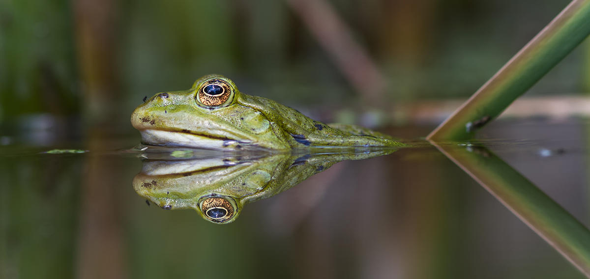 Froschkönig