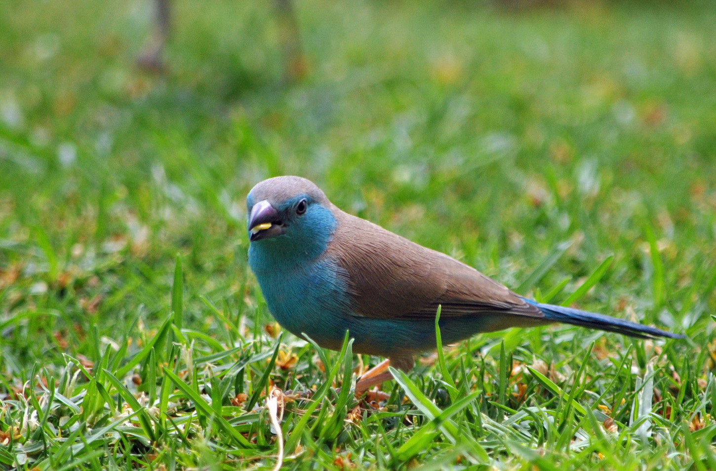 Blue Waxbill