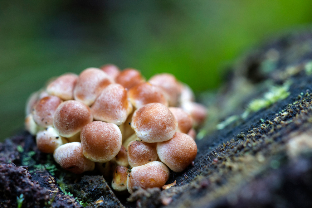 junge Grünblättrige Schwefelköpfe(Hypholoma fasciculare) am Todholz