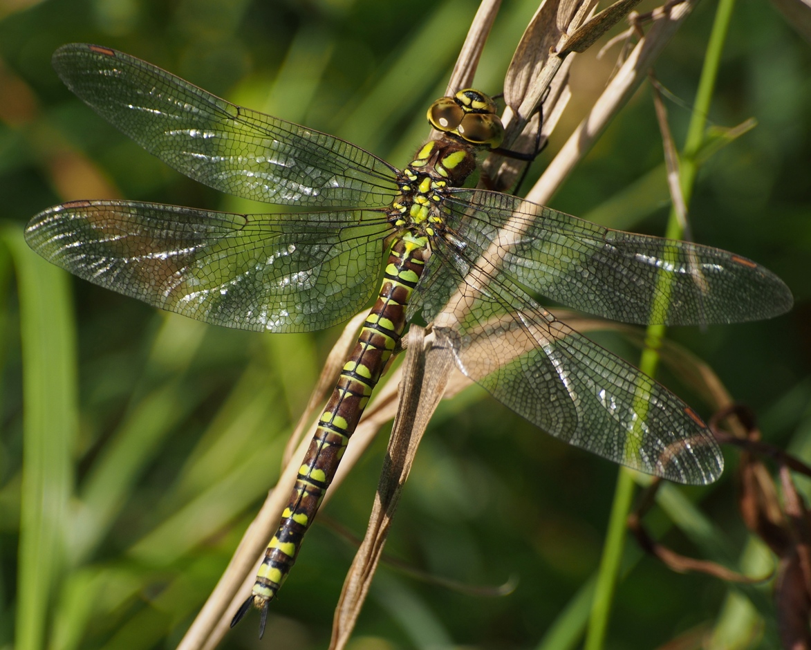 Mosaiklibelle