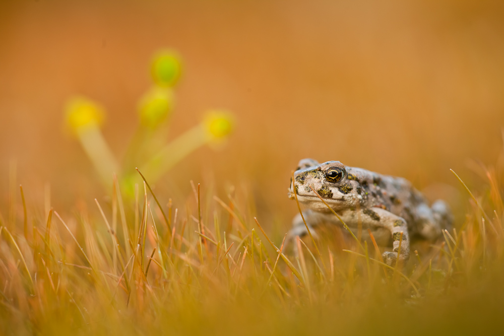 Juvenile Wechselkröte