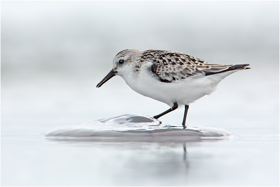 Sanderling mit "Beute"