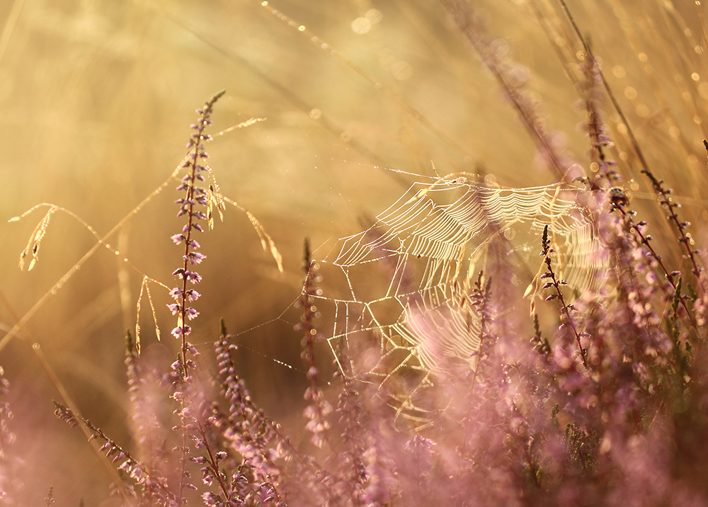 Spinne Stroh zu Gold