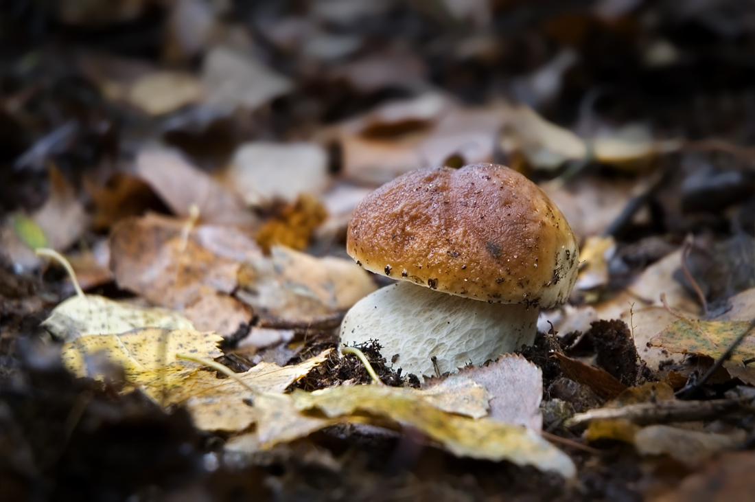 Edible boletus