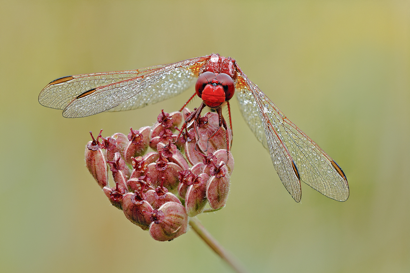 Feuerlibelle
