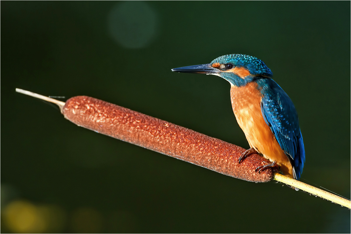 Eisvogel
