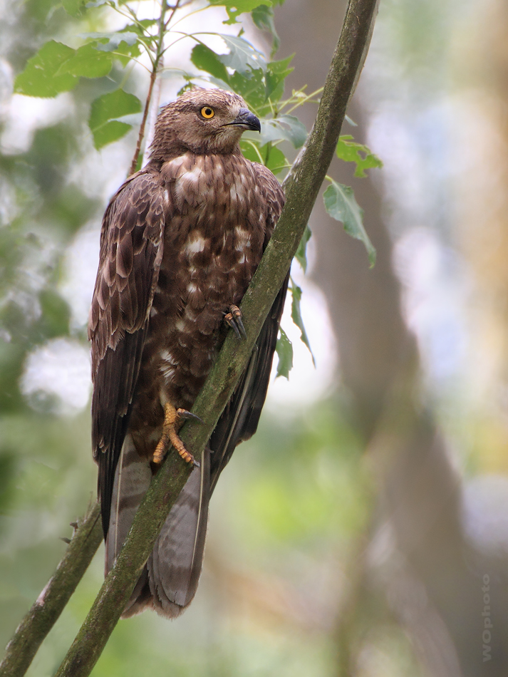 Wespenbussard