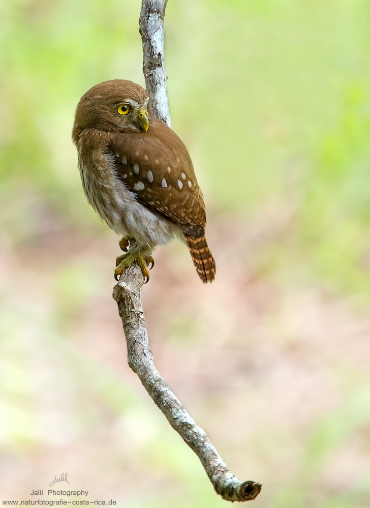 Glaucidium ridgwayi