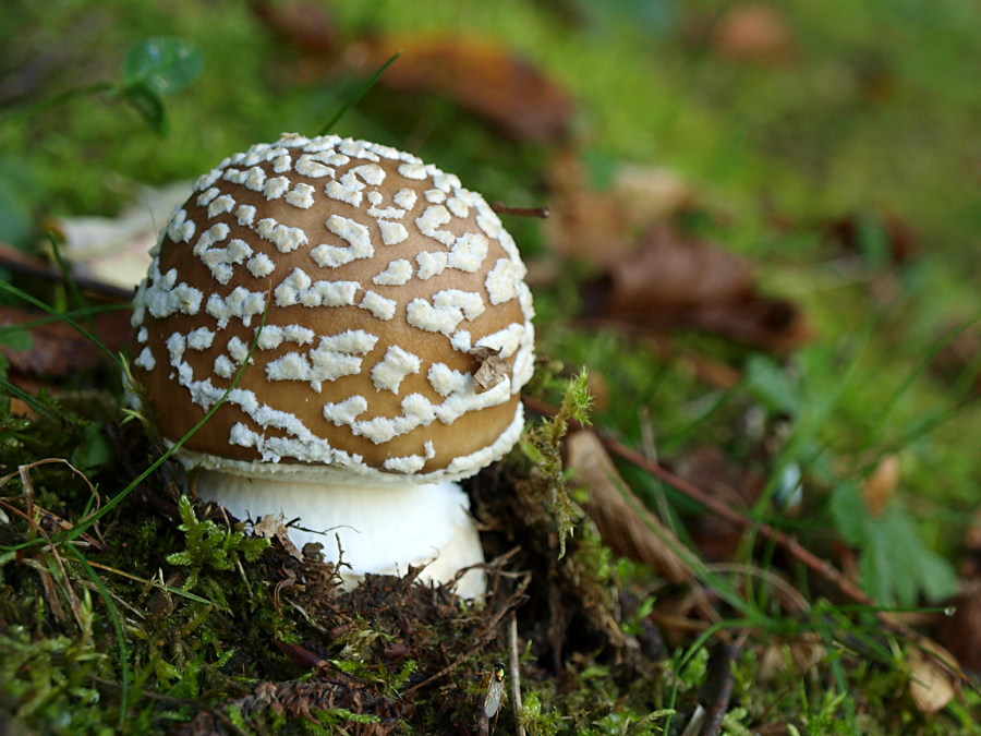 Pantherpilz