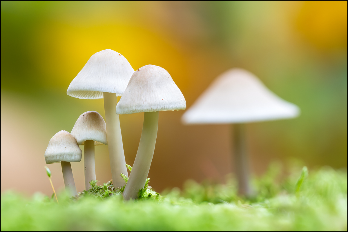 Herbstliche Pilzfamilie