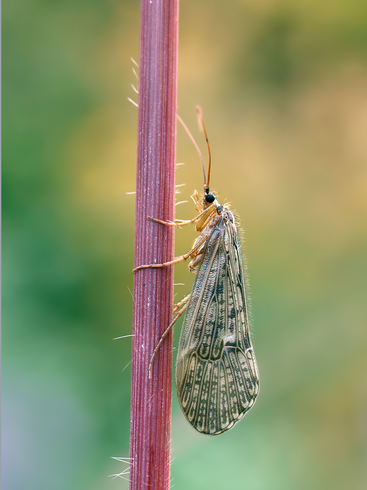 Köcherfliegen